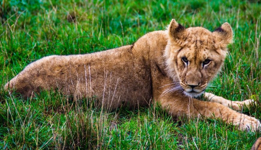 African Wildlife Luxury Safaris in Botswana